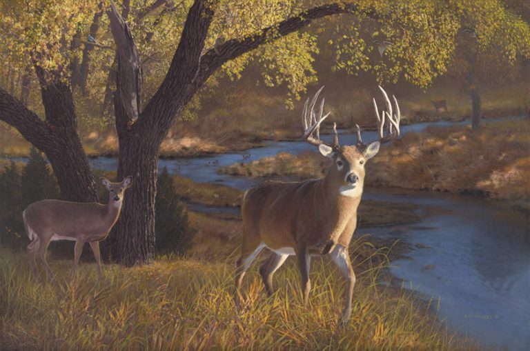 Autumn Encounter – Whitetail Deer