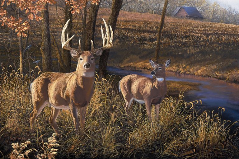 Autumn Retreat – Whitetail