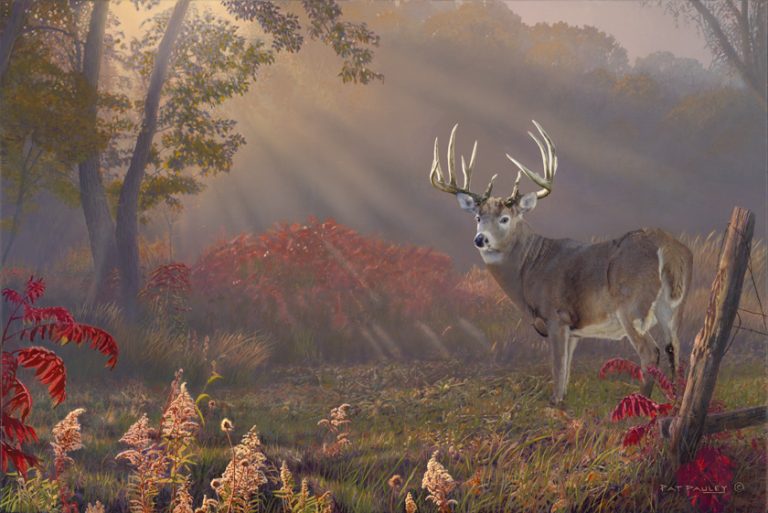 Autumn Splendor – Whitetail Deer