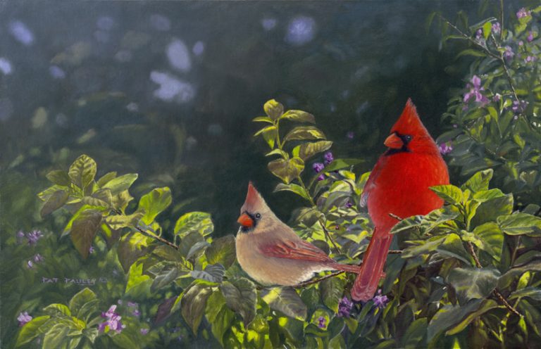 Backyard Beauties – Cardinals