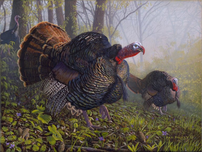 Big Timber Toms – Turkeys