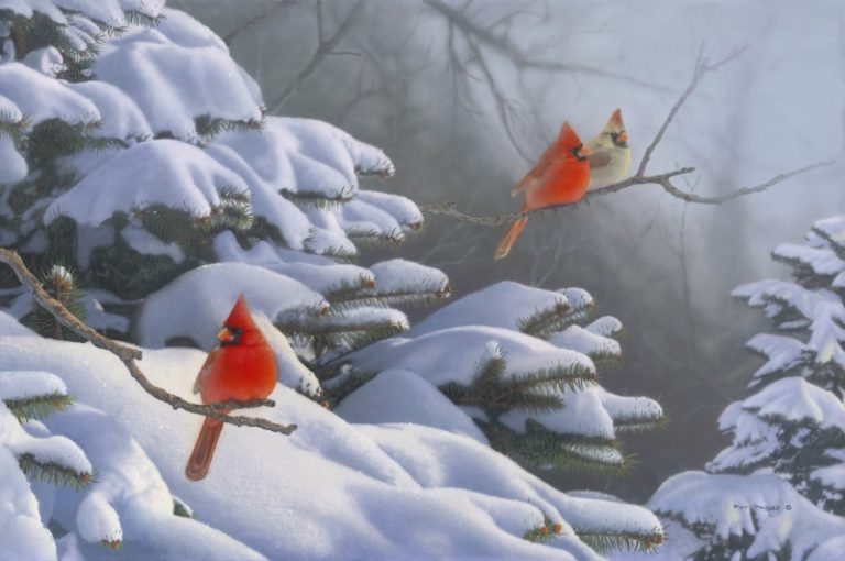 Colors of Winter – Cardinals