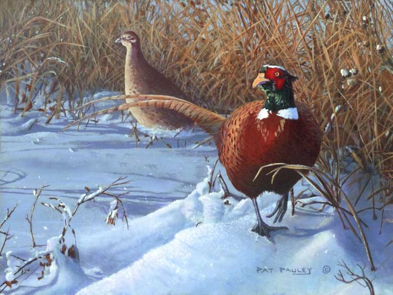 Dinnertime Stroll – Pheasants