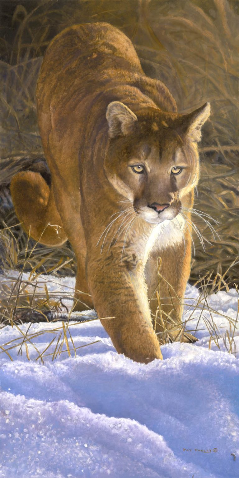 Eyes on the Prize – Mountain Lion