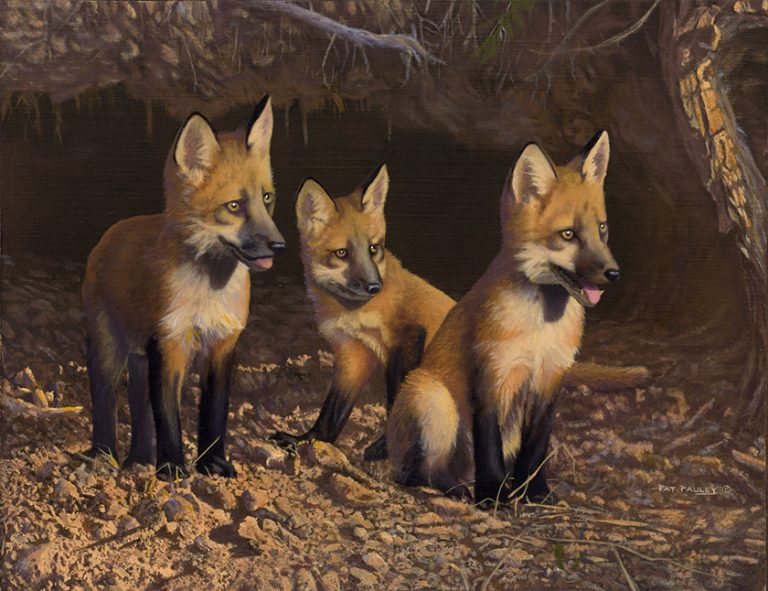 Little Rascals – Red Fox