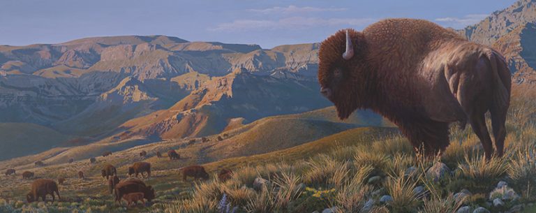 Master of the Plains – Bison