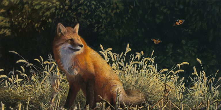 Monarchs of Nature – Red Fox