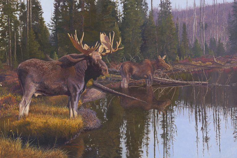 Moose Country