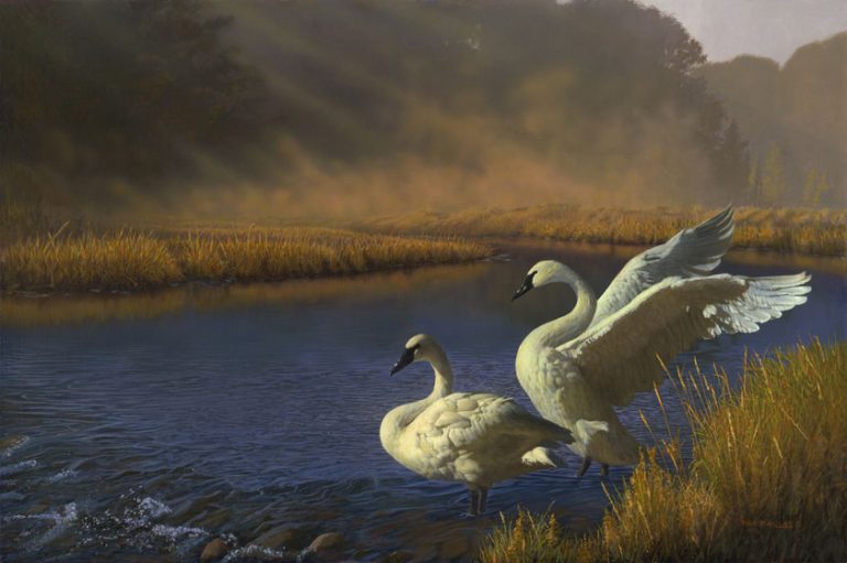Morning Glory – Trumpeter Swans