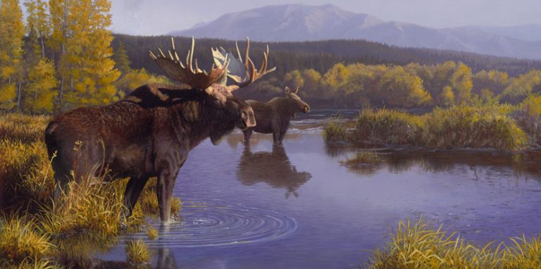 North Country – Moose