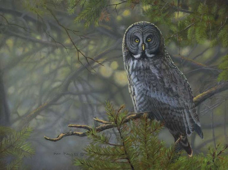 On My Own – Great Gray Owl