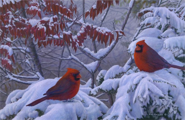 Return of Winter – Cardinals