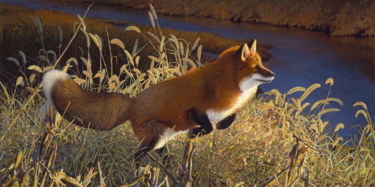 River Runner – Red Fox