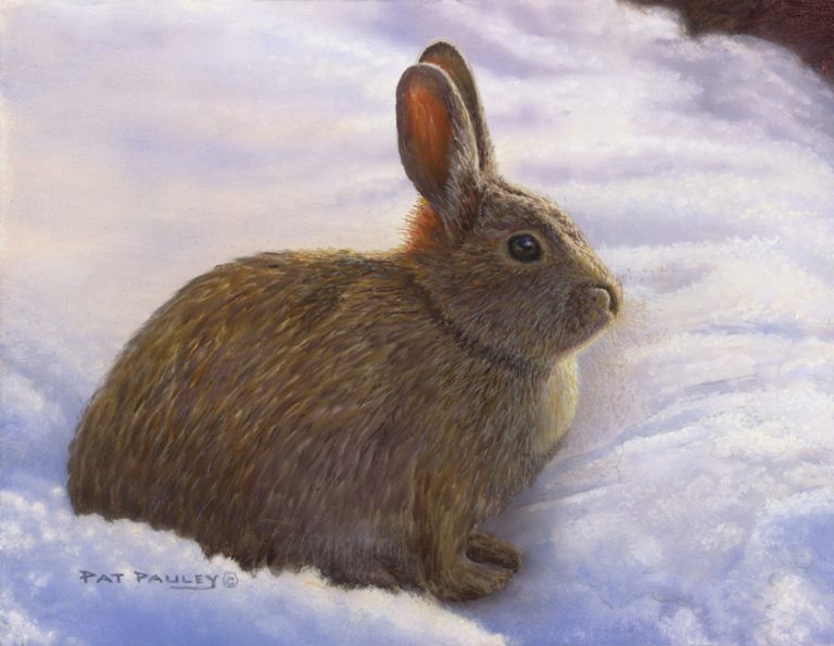Snow Bunny