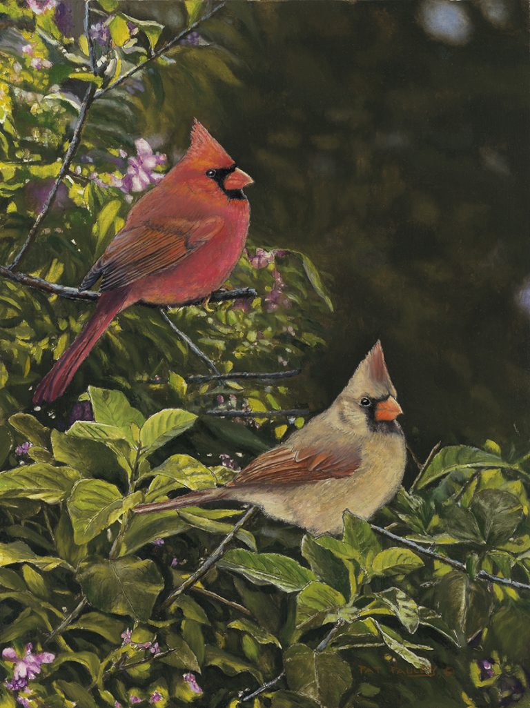 Spring Romance – Cardinals