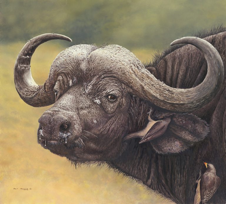 The Boss – Cape Buffalo