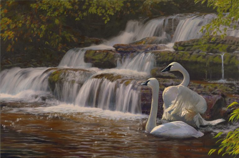 Timeless Beauties – Trumpeter Swans