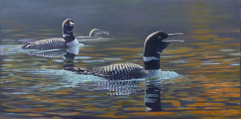 Tranquility – Loons