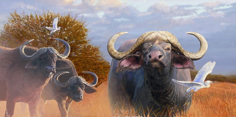 When your eyes met mine – Cape Buffalo
