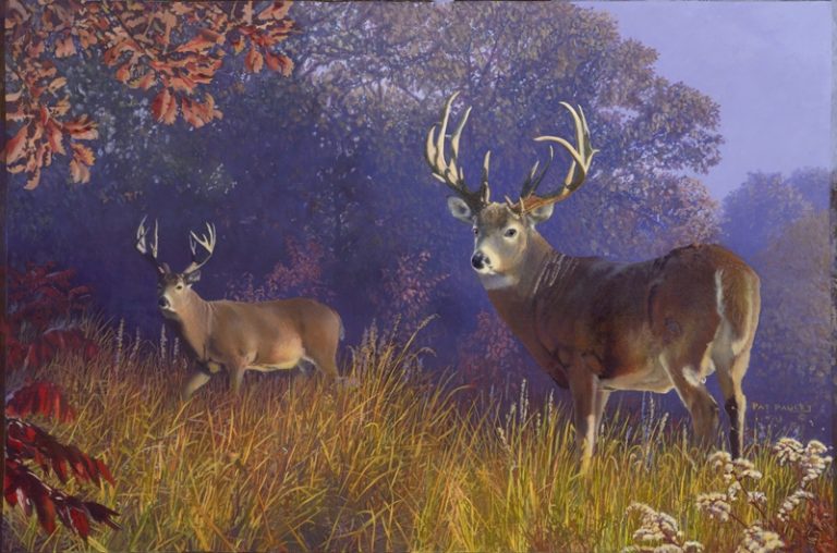 Wishful Thinking II – Whitetail Deer